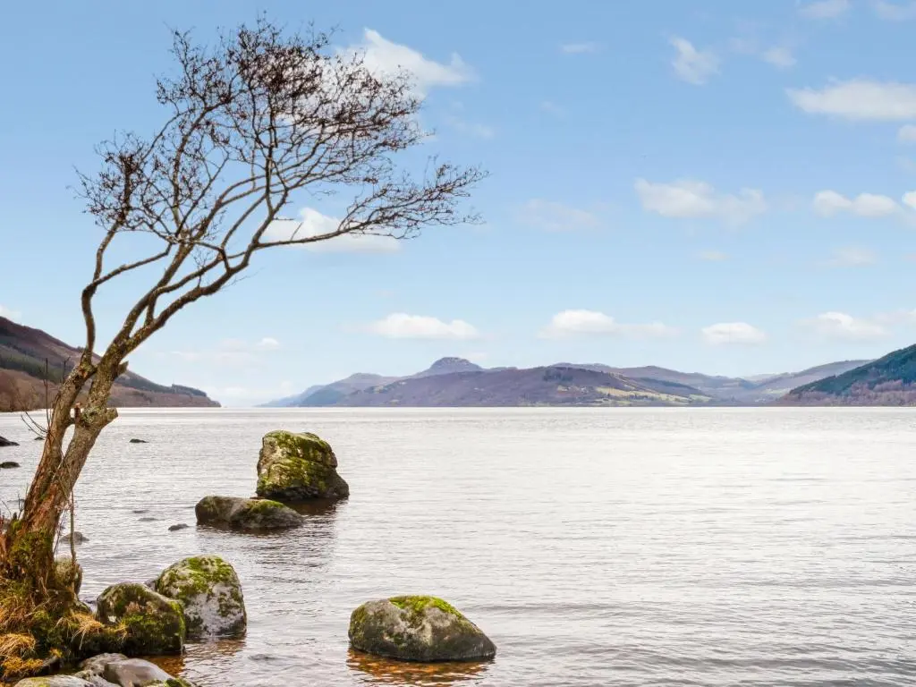 a tree on the shore of a body of water at Holiday Home Sullivan by Interhome in Drumnadrochit