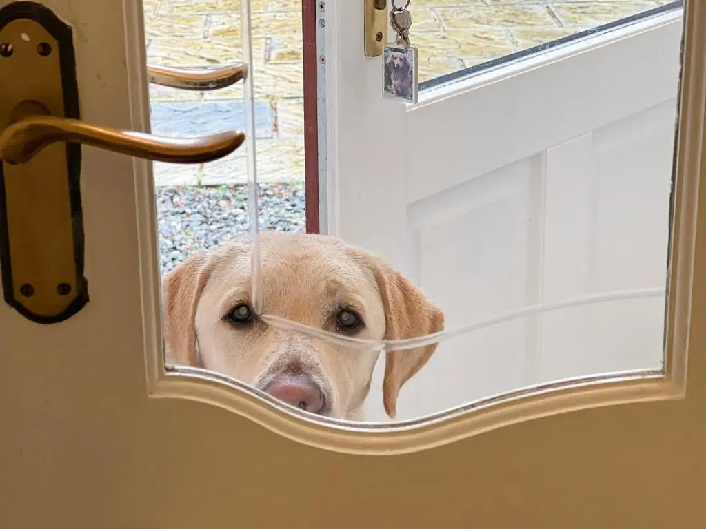 a dog peeks its head out of a door at Creag Dhubh Cottage in Newtonmore