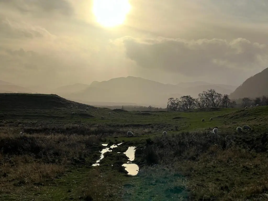 a group of animals grazing in a field with a river at Creag Dhubh Cottage in Newtonmore