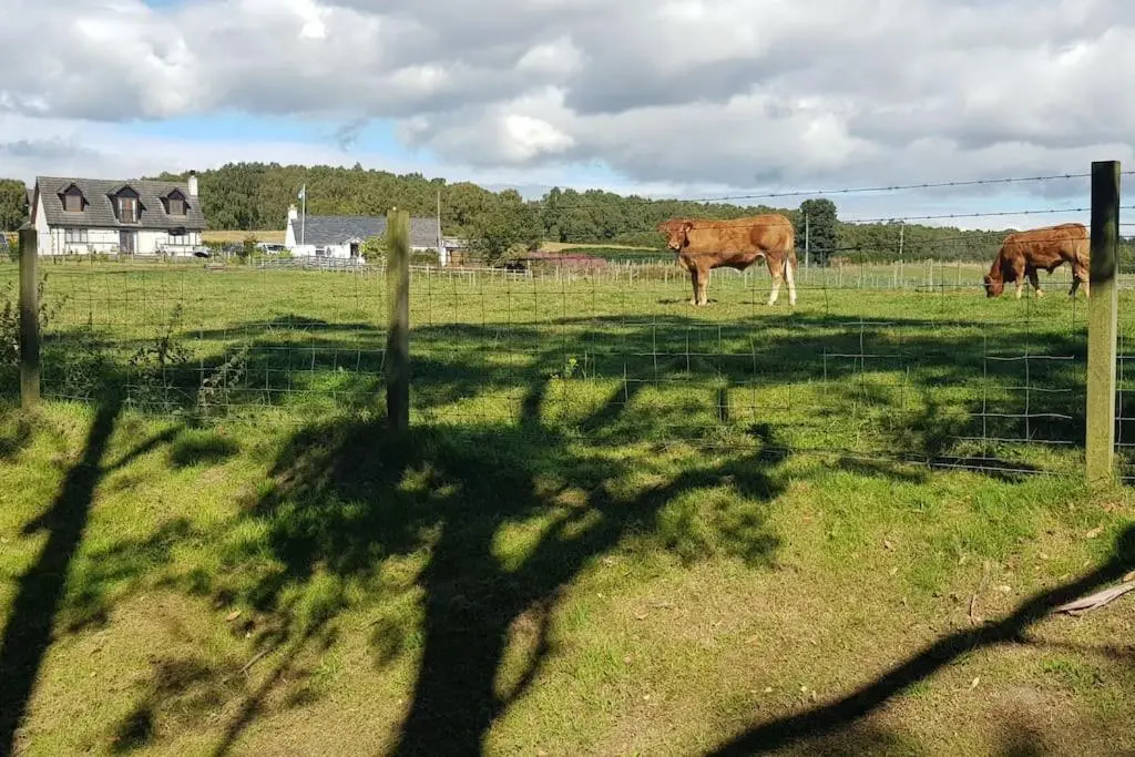 two cows grazing in a field behind a fence at Cosy 2 Bedroom Croft Cottage with Beautiful Views in North Kessock