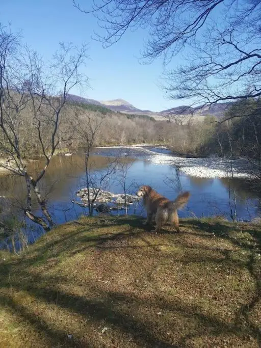 a dog standing next to a body of water at Riverside Lodge in Killiecrankie in Bridge of Tilt