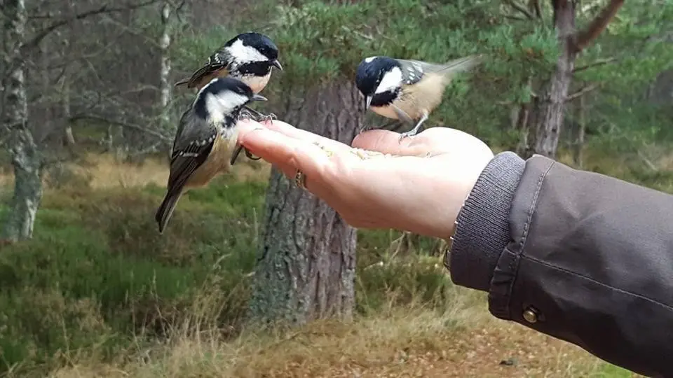 a person holding two birds on a persons hand at The Bakehouse - by Where Stags Roar in Newtonmore