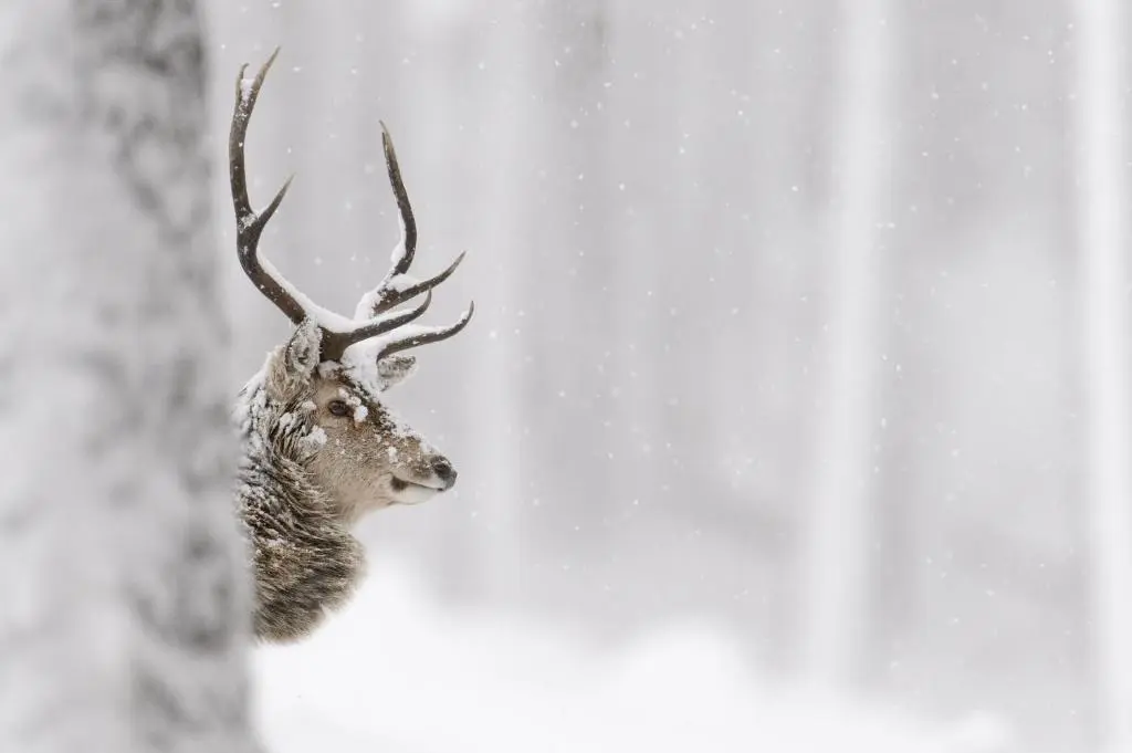 a deer with large antlers standing in the snow at The Bakehouse - by Where Stags Roar in Newtonmore