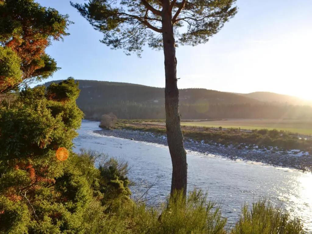 a view of a river with a tree in the foreground at Dee Valley View in Aboyne
