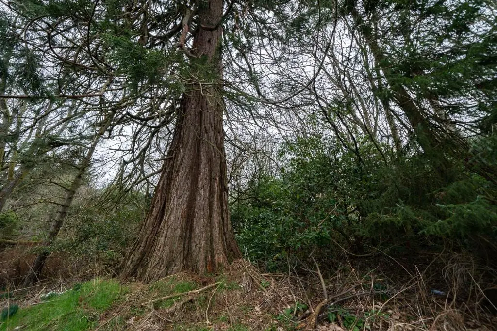 a large tree in the middle of a forest at Ranch House Cottage, Pet Friendly Stay, Inverurie in Thainstone
