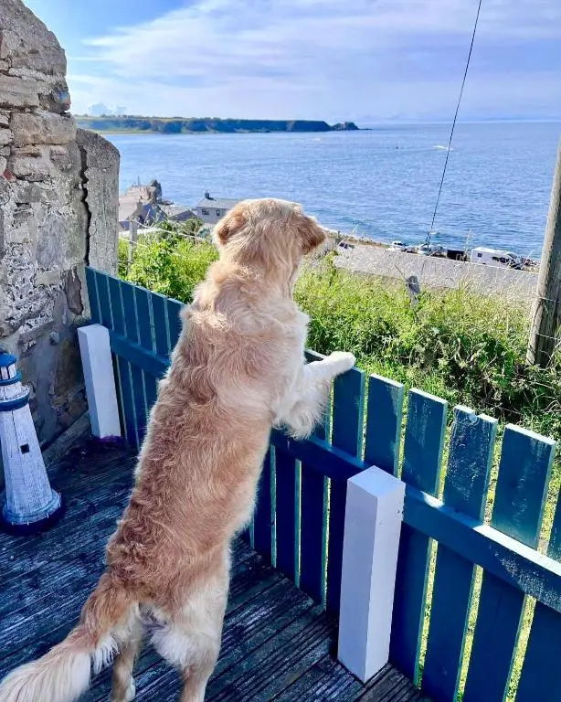 a dog sitting on a fence looking out at the water at Hill Crest - Clifftop Escape with Sea View in Cullen