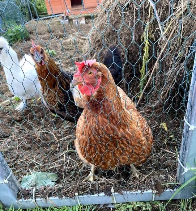three chickens are standing in a chicken coup at Cosy and modern 1 bedroom garden house - very dog friendly! in Tarves