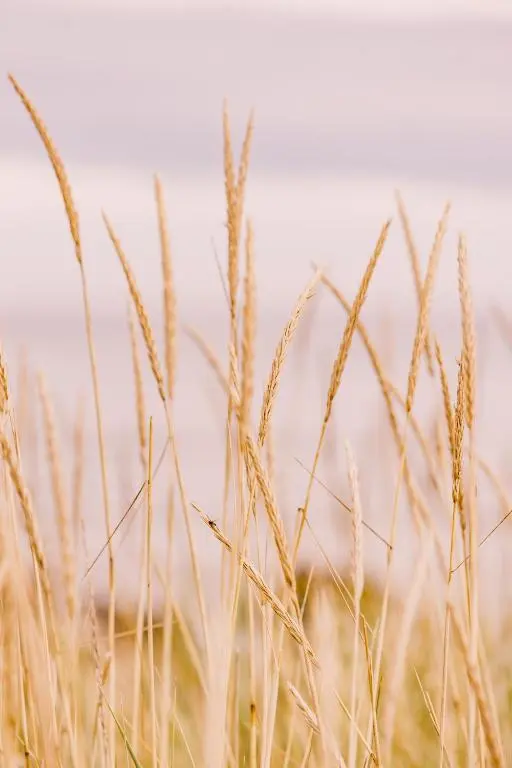 a close up of tall grass in a field at Dornoch Station in Dornoch