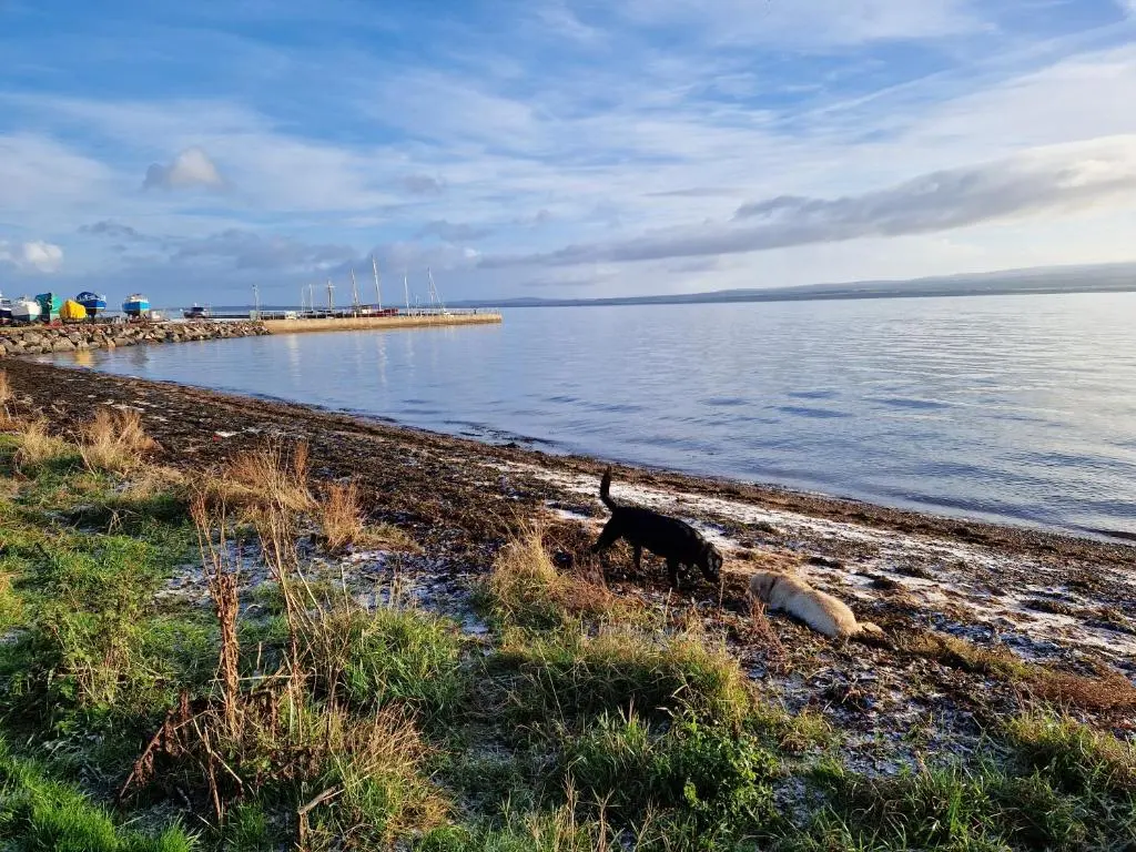 a black cat walking on a beach next to the water at Room at the Back, 2 George Street in Avoch