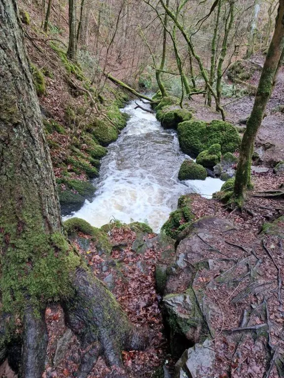 a stream in the middle of a forest with trees at Room at the Back, 2 George Street in Avoch